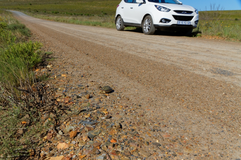 03 - Bontebok NP (6).jpg